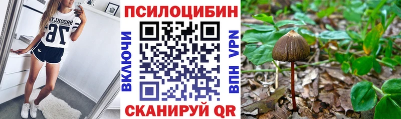 Псилоцибиновые грибы Psilocybe  Купить где  Сосновый Бор 